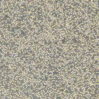 RAMOS细胞敲除hSEPTIN6基因细胞株