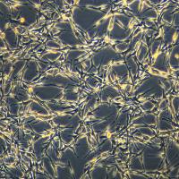 U-87MG细胞敲除hCD274基因细胞株