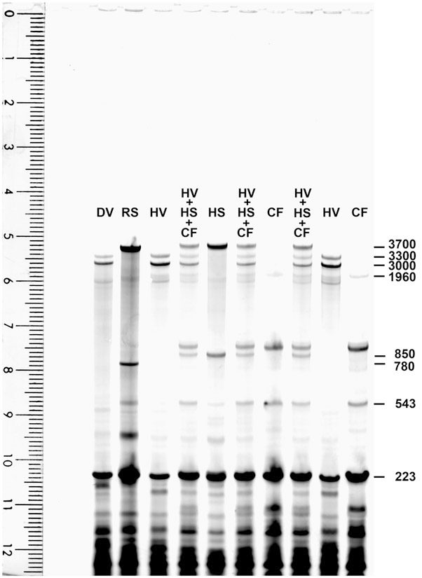 SE600垂直电泳仪：助力超大分子量蛋白分离的利器
