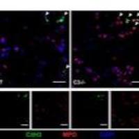 A11058 交叉吸收荧光二抗 Alexa Fluor 594 Donkey anti-Goat