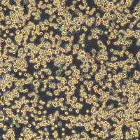 BV2细胞敲除mAdora2a基因细胞系