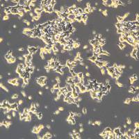 INS-1细胞敲除rKCNJ11基因细胞系