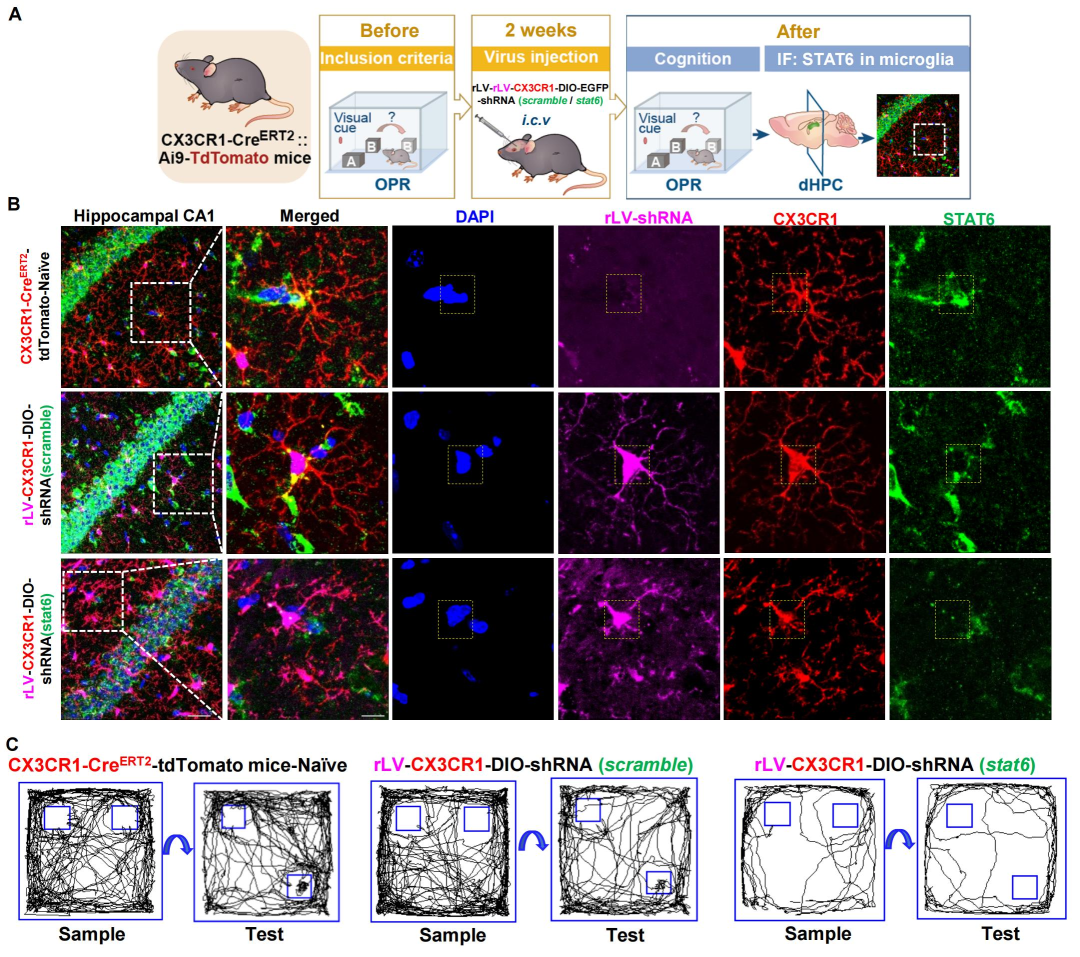 【慢病毒应用客户文章】北京大学神经科学研究所万有教授团队揭示鸢尾素通过激活STAT6重编程小胶质细胞预防术后认知功能障碍的新机制