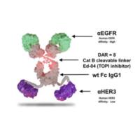 抗体药物偶联物(ADC)   | BL-B01D1  | 双特异性抗体（Izalontamab