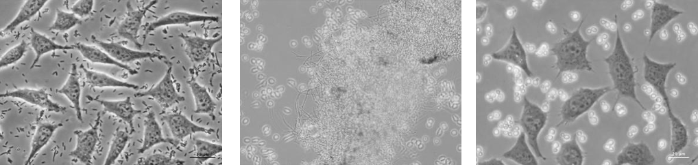 污染滚滚好害怕，无风扇二碳箱顶呱呱
