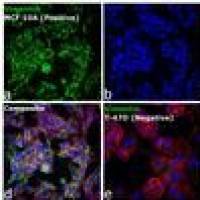 A32727 Alexa Fluor Plus 555 二抗 Goat anti-Mouse IgG (H+L) Highly Cross-Adsorbed Secondary Antibody 
