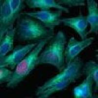 Alexa Fluor 647 A21245 高度交叉吸收荧光二抗 Goat anti