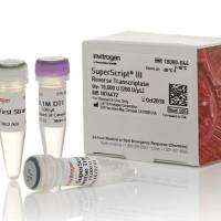 SuperScript™ III 反转录酶，18080044-10000units