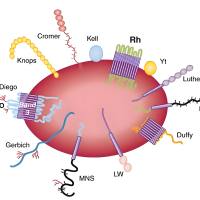 负载阿霉素DOX的介孔二氧化硅纳米颗粒MSNs被iRGD修饰的红细胞膜包裹