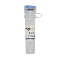 TAT-Cre Recombinase
