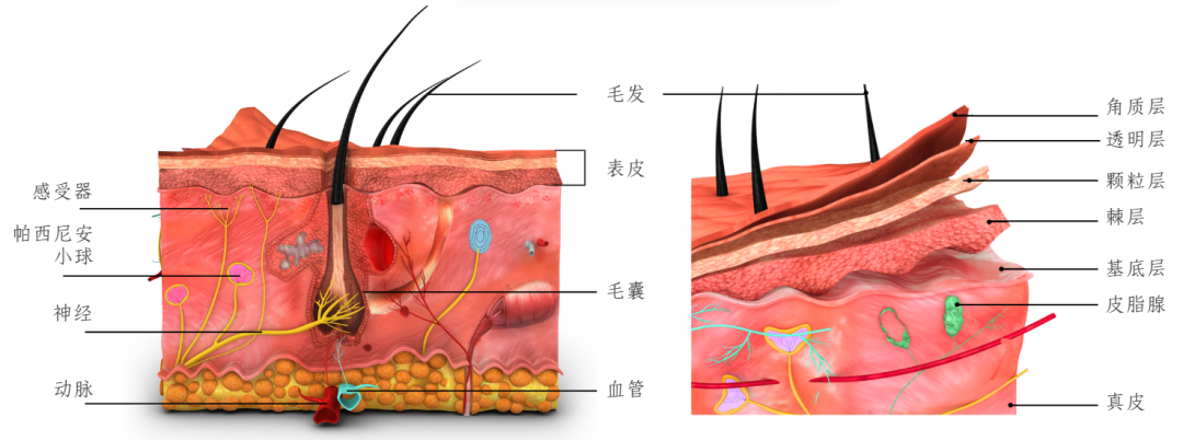 化妆品功效评估技术革新：人体在体皮肤拉曼分析方法