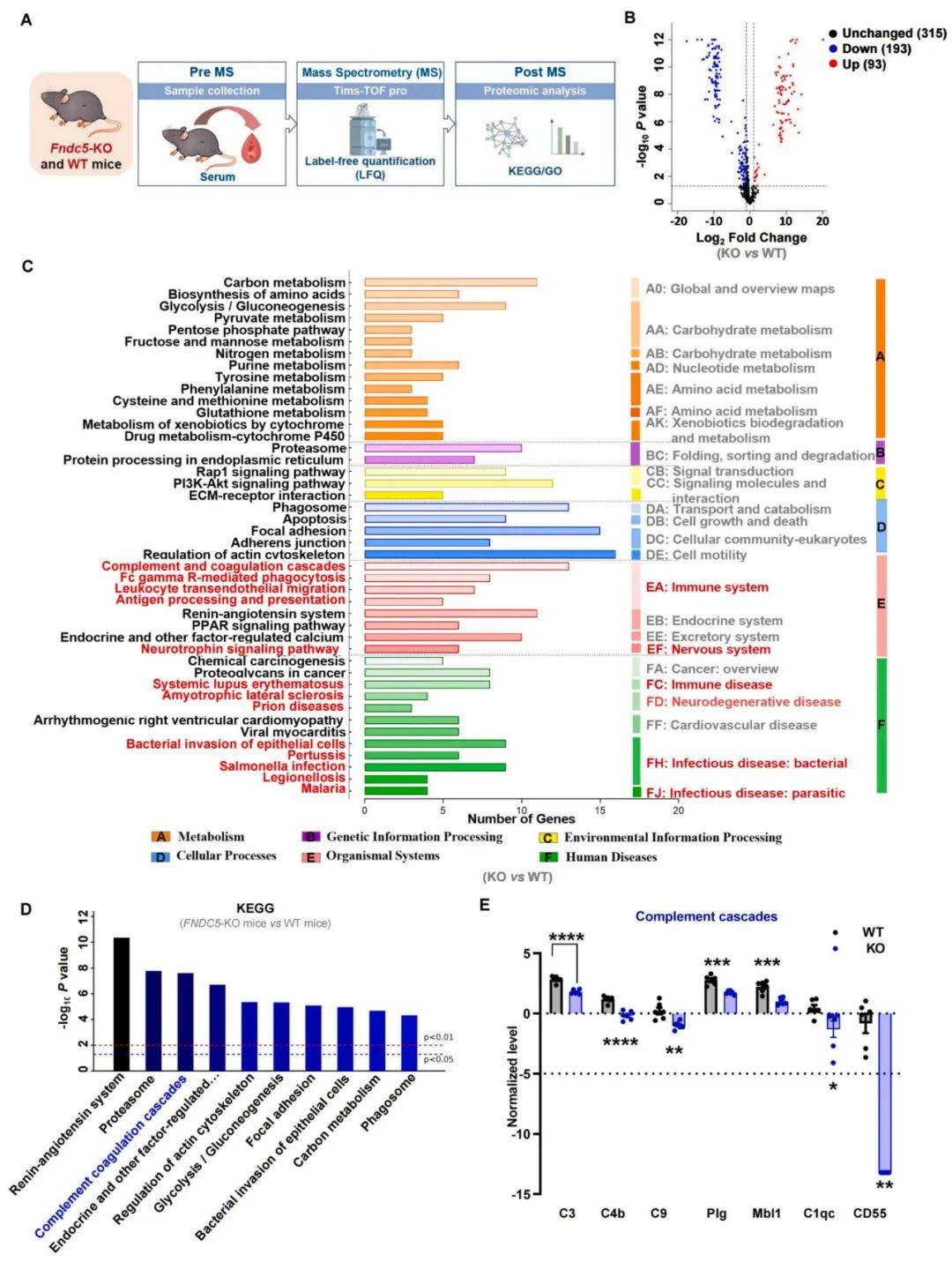【慢病毒应用客户文章】北京大学神经科学研究所万有教授团队揭示鸢尾素通过激活STAT6重编程小胶质细胞预防术后认知功能障碍的新机制