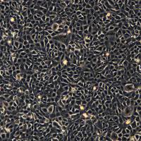 GC-1 spg细胞敲除Pkd1基因细胞系