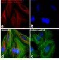  Alexa Fluor 568 A11011 交叉吸收荧光二抗 Goat anti-Rabbit IgG (H+L) Cross-Adsorbed Secondary Antibody