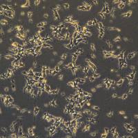 SH-SY5Y细胞敲除hSV2A基因细胞株