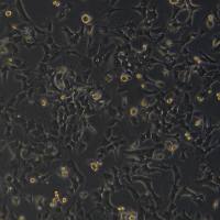 Hepa 1-6细胞敲除 mEno1基因细胞系