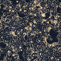 4T1细胞敲除mLdha基因细胞系