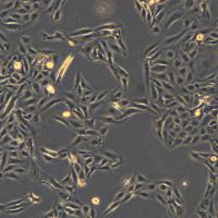 U2OS细胞敲除hIQGAP3基因细胞株