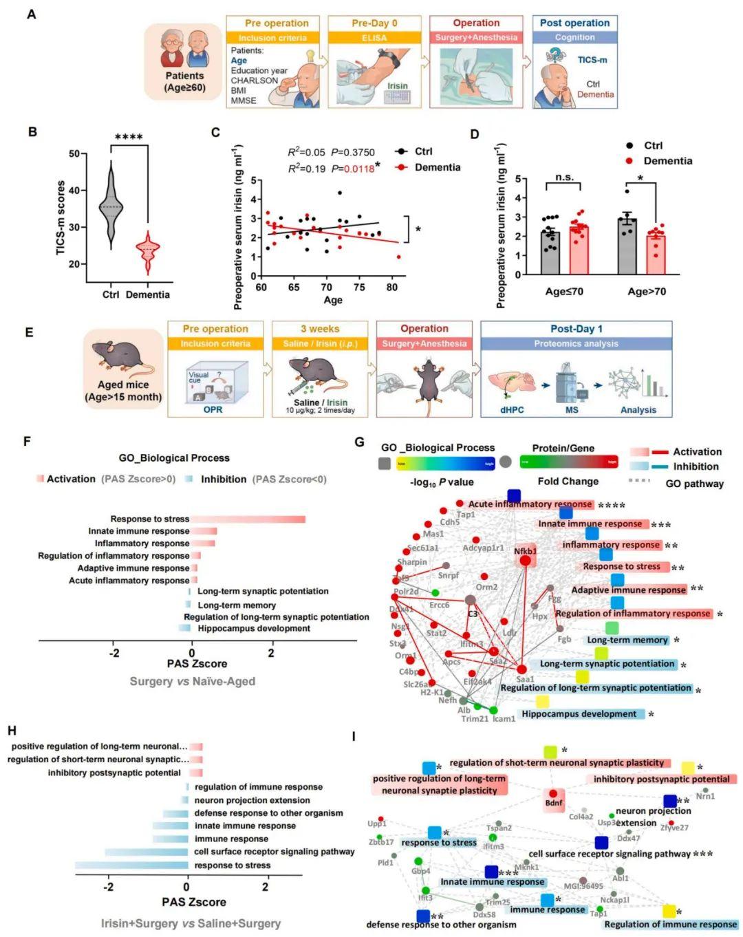 【慢病毒应用客户文章】北京大学神经科学研究所万有教授团队揭示鸢尾素通过激活STAT6重编程小胶质细胞预防术后认知功能障碍的新机制