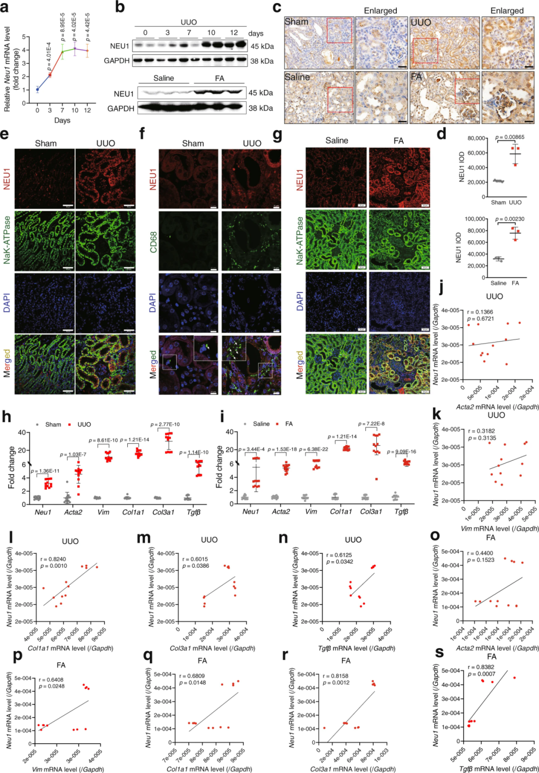 【AAV在肾脏疾病中的应用】IF=17.69│中国药科大学齐炼文教授/张蕾研究员团队揭示肾纤维化治疗新靶点及相关机制