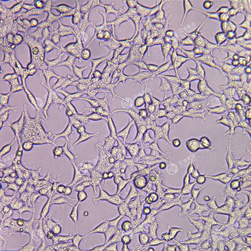 PGAP4基因敲除细胞(HEK293)