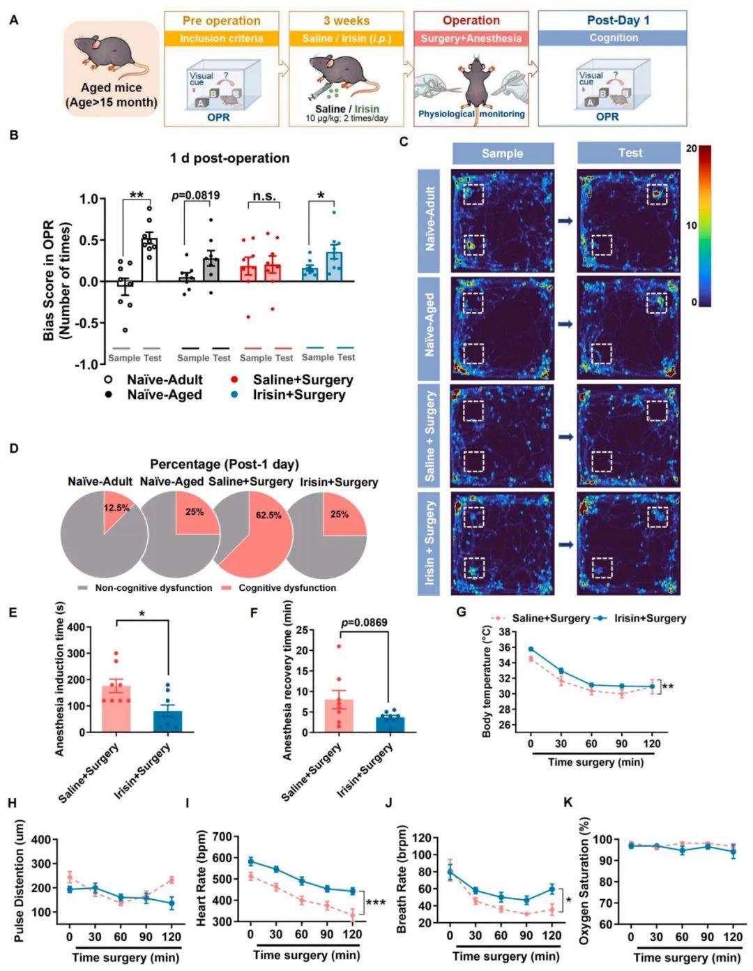 【慢病毒应用客户文章】北京大学神经科学研究所万有教授团队揭示鸢尾素通过激活STAT6重编程小胶质细胞预防术后认知功能障碍的新机制