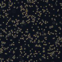 K562细胞敲除human MYC基因细胞系