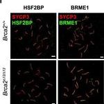 Alexa Fluor 555 荧光二抗 A21422 Goat anti-Mouse IgG (H+L) Cross-Adsorbed Secondary Antibody 