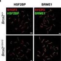 Alexa Fluor 555 荧光二抗 A21422 Goat anti-Mouse IgG