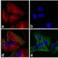 Alexa Fluor 555 交叉吸收荧光二抗 A21428 Goat anti-Rabbit IgG (H+L) Cross-Adsorbed Secondary Antibody 