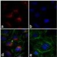 Alexa Fluor 568 A10042 荧光二抗 Donkey anti-Rabbit IgG (H+L) Secondary Antibody