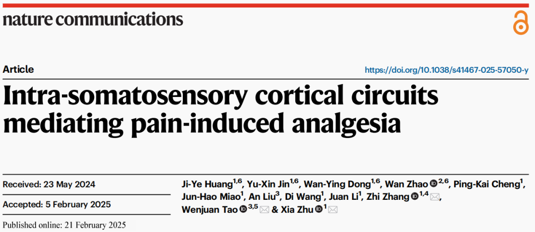 IF=14.7【客户文章】Nat Commun|疼痛也能“以毒攻毒”？科学家揭示“以痛止痛”的神经机制