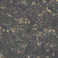 NCI-H460细胞敲除hIMPDH2基因细胞系