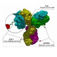  抗体药物偶联物(ADC)   | ABBV-706  | 抗 SEZ6 IgG1 单克