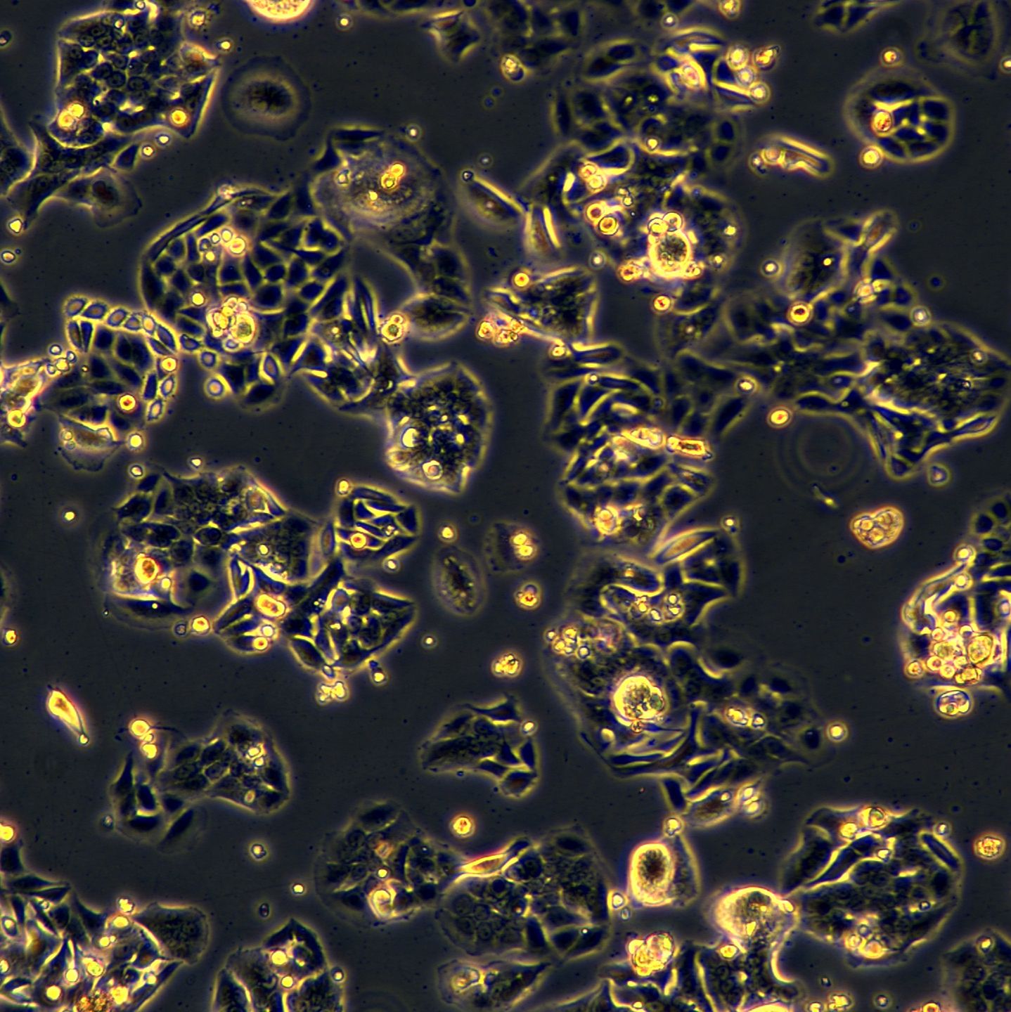 SW480细胞敲除TP53基因细胞系