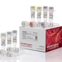 SuperScript™ IV 第一链合成系统，18091050-50test