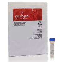 BODIPY™ 581/591 C11（脂质过氧化传感器），D3861-1mg