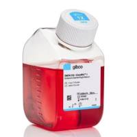 Gibco™ DMEM，高糖，GlutaMAX™ 添加剂，10566016-500mL