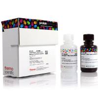 34095 赛默飞 SuperSignal West Femto 超敏化学发光底物 100 mL