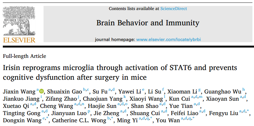 【慢病毒应用客户文章】北京大学神经科学研究所万有教授团队揭示鸢尾素通过激活STAT6重编程小胶质细胞预防术后认知功能障碍的新机制