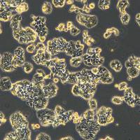 HT-29细胞敲除hPCGF1基因细胞株