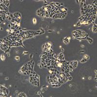 HaCaT细胞敲除hPI3基因细胞系