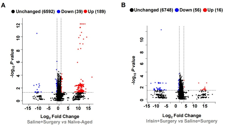 【慢病毒应用客户文章】北京大学神经科学研究所万有教授团队揭示鸢尾素通过激活STAT6重编程小胶质细胞预防术后认知功能障碍的新机制