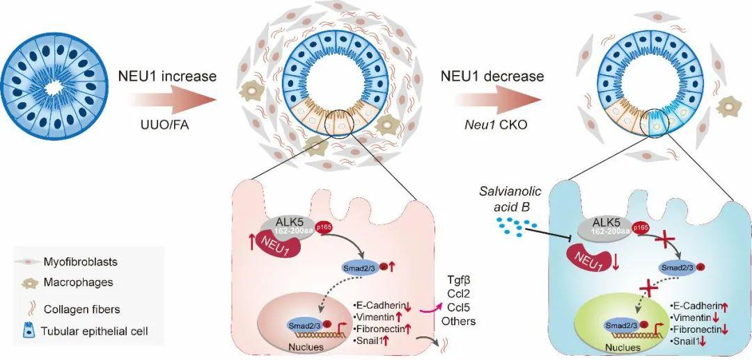 【AAV在肾脏疾病中的应用】IF=17.69│中国药科大学齐炼文教授/张蕾研究员团队揭示肾纤维化治疗新靶点及相关机制