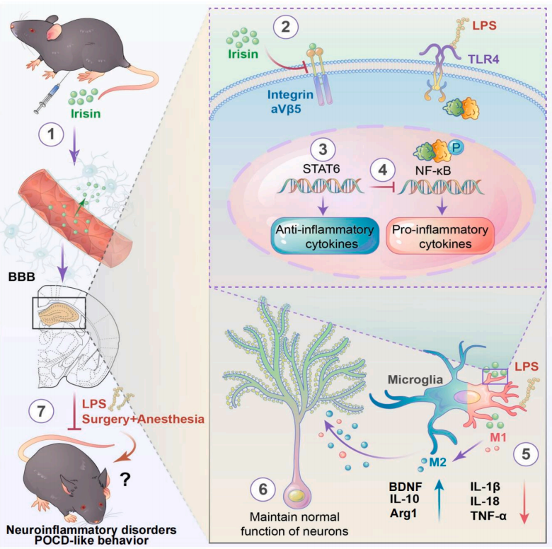 【慢病毒应用客户文章】北京大学神经科学研究所万有教授团队揭示鸢尾素通过激活STAT6重编程小胶质细胞预防术后认知功能障碍的新机制