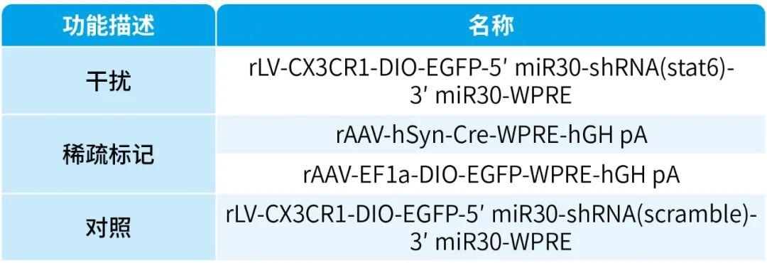 【慢病毒应用客户文章】北京大学神经科学研究所万有教授团队揭示鸢尾素通过激活STAT6重编程小胶质细胞预防术后认知功能障碍的新机制