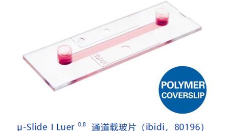 ibidi实验方案|制备可视化的细菌生物膜和扫描电镜SEM标本