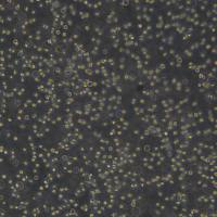 U-937细胞敲除hPTPRA基因细胞系