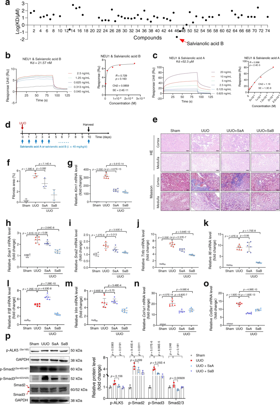【AAV在肾脏疾病中的应用】IF=17.69│中国药科大学齐炼文教授/张蕾研究员团队揭示肾纤维化治疗新靶点及相关机制