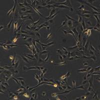 AC16细胞敲除hFGD5-AS1基因细胞株